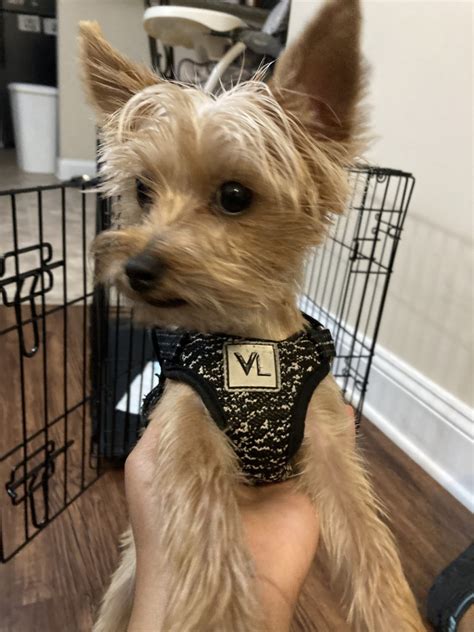 On Good Dog today, Cairn Terrier <b>puppies</b> in Cary, <b>NC</b> range in price from $1,800 to $2,000. . Puppies for sale fayetteville nc